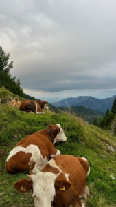 Szene am Wege: liegende Kühe