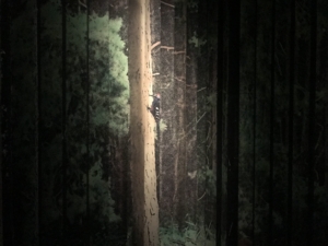 Blick in die Ausstellung im Romantikmuseum. Der Wald, ein typisches Motiv der Romantik 