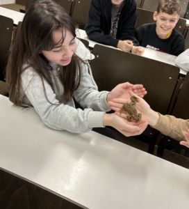 Eine Erdkröte beim Experiment der Woche 