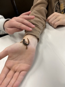 Ein Molch beim Experiment der Woche 