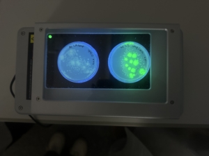 Grün leuchtende Bakterien mit Gen aus der Qualle Aequorea victoria